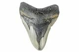 Bargain, Fossil Megalodon Tooth - North Carolina #165422-1